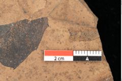 Foto (Detailsansicht) von Quercus palaeoilex Ettingshausen (NHMW-GEO-2024-0188-0919)